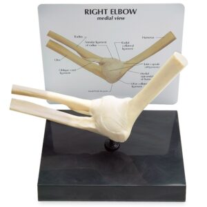 Human Elbow Joint Model