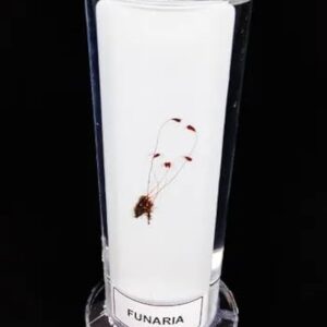 Specimens:- Funaria Plant with sporophyte