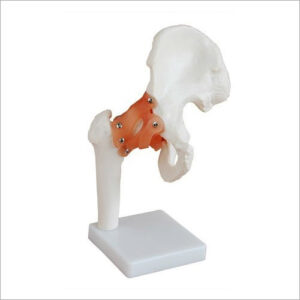 Human Hip Joint Model