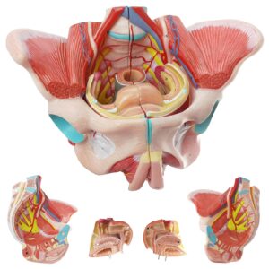Human Female Pelvis Model