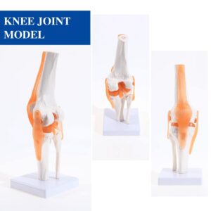 Human Knee Joint Model