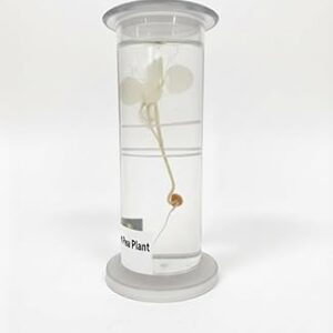 Specimens:- Pisum(pea)Plant