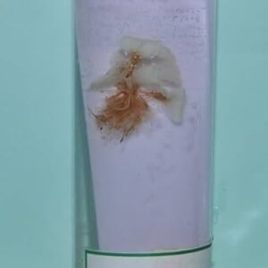 Specimens :-Offsets: Pistia.