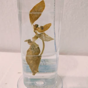 Specimens:- Cyathium Euphorbia