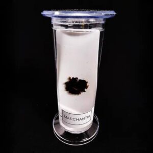 Specimens:- Marchantia Thallus