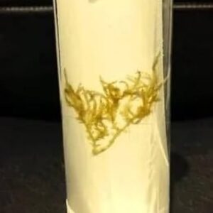 Specimens:- Selaginella Plant