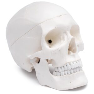 Human Skull Model