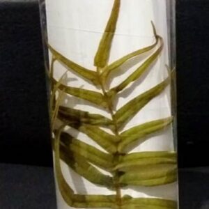 Specimens :-Petris Plant