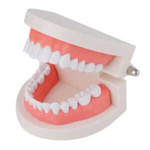 Human Teeth Model